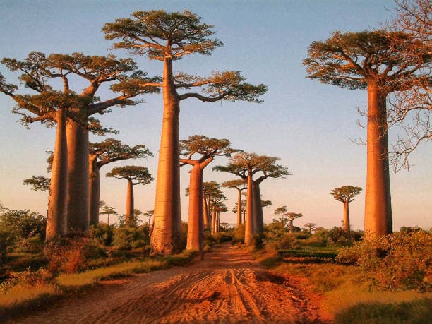 Trees