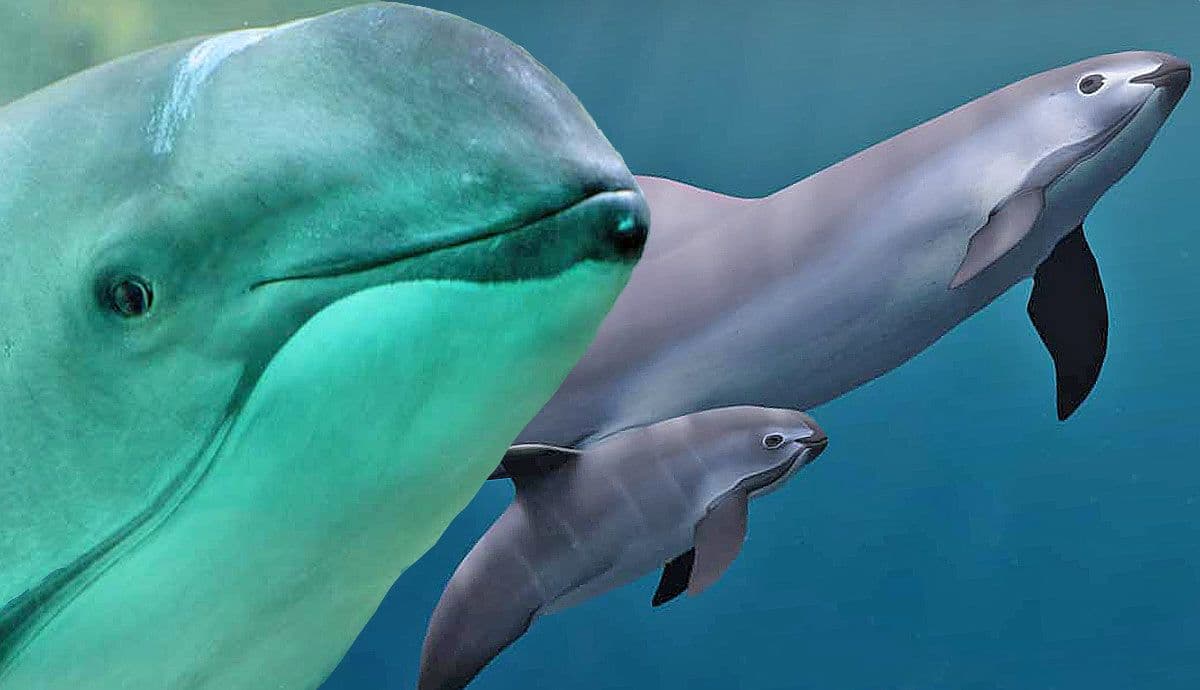 Marine life